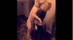 Giant dog tries to hump woman