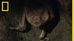 Vampire Bats Biting People | National Geographic