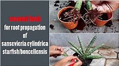 Sansevieria cylindrica propagation starfish | plant care | sansivera boncel - GreenOnGreenTV