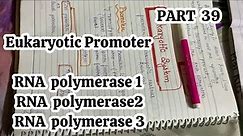 PART 39 || Eukaryotic Promoters || RNA polymerases promoters || Molecular Biology