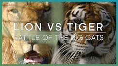 LION vs TIGER: Battle Of The Big Cats | BBC Earth Unplugged
