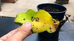 How to Identify Root Rot on Dragon Fruit Cutting