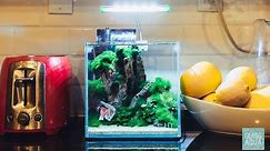 Planted Betta Fish Aquarium - 2 Gallon Tank