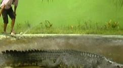 World's biggest crocodile puts small town on map