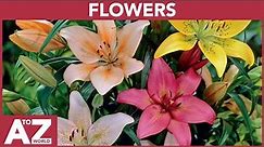 A to Z of Flowers | ABC of Flowers | Flowers starting with...