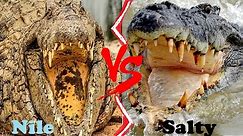 Nile Crocodile VS Saltwater Crocodile || Saltwater Crocodile VS Nile Crocodile Who Would Win