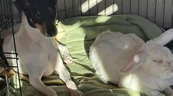 'Inseparable' abandoned dog and rabbit are adopted together