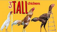 3 TALLEST chickens in the world