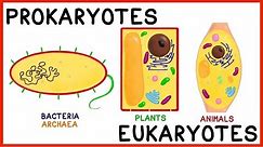 Prokaryotes and Eukaryotes: Compare and Contrast!
