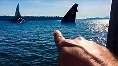 10 Megalodon Caught on Camera & Spotted In Real Life