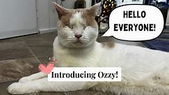 Introducing Ozzy