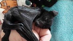 Loved James The Black Flying Fox Bat Before You'll Love Him Even More