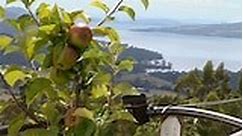 Dwarf Apples - Gardening Australia