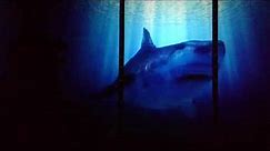 Atak rekina w oceanarium w Krasiejowie