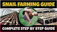 Snail Farming: A Beginner's Guide to Success