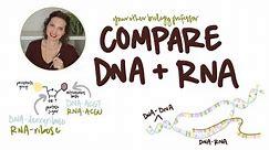 Compare DNA and RNA