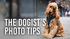 5 Dog Photography Tips with The Dogist