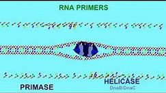 DNA REPLICATION: RNA PRIMERS