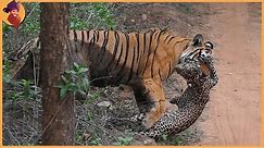 14 Incredible Tiger Battles Caught On Film