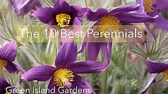 The 10 Best Perennial Plants!