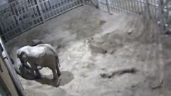 Adorable Moment Elephants Settle Down For A Night's Sleep Captured By Zoo's CCTV Footage