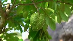 Green Fresh Tropical Fruit Soursop Annona Stock Footage Video (100% Royalty-free) 1042777330 | Shutterstock