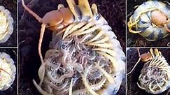 Creepy or cute? Skin-crawling footage shows a 6-inch long centipede embracing her 80 freshly-hatched