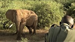 Collaring A Massive Bull Elephant | Secret Life Of Elephants | BBC Earth