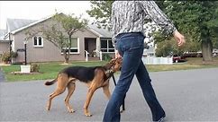 How To Train Your Dog to Walk Politely on a Leash: The Incredible K9