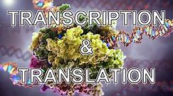 Transcription and Translation ANIMATION - MADE EASY