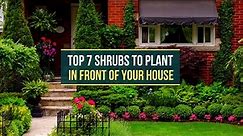 TOP 7 SHRUBS TO PLANT IN FRONT OF YOUR HOUSE ✅