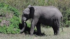 Elephant Eating Africa Stock Footage Video (100% Royalty-free) 1006754458 | Shutterstock