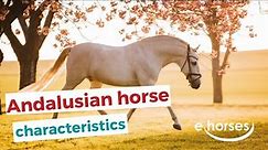 Andalusian horse | characteristics, origin & disciplines
