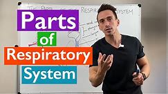 Parts of the Respiratory System - Overview