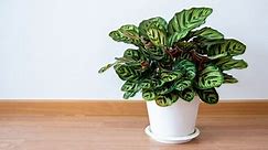 How to Grow and Care for Calathea