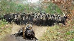 Incredible moments in wildlife | Tiger hunting wild boar
