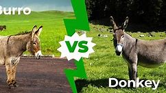 Burro vs Donkey - Is There a Difference?