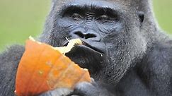 Koko, beloved gorilla that mastered sign language, dies