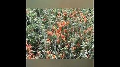 Dicliptera suberecta(jacobinia) plant details