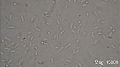 Bacteria under the Microscope (E. coli and S. aureus)