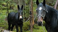 Mules Vs Horses: Key Differences Examined