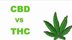 CBD vs THC - Whats The Difference?