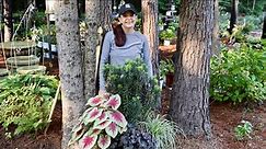 Caladiums & Containers Oh My! | Gardening with Creekside