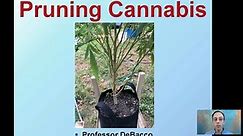 Pruning Cannabis