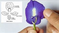 Clitoria ternatea dissection | Family - Fabaceae | @AllAboutBiology