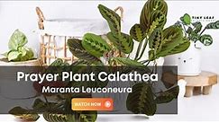Prayer Plant Calathea | Maranta Leuconeura | Red Prayer Plant