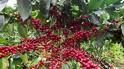 Coffea arabica (Café arábigo, Cafeto)  – Biodiversidad Farallones...