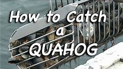 How to Catch a Quahog