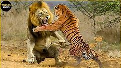 30 Moment Lion Vs Tiger Fight To Last Breath, What Happen Next?