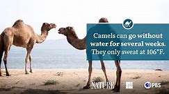 Camel Fact Sheet